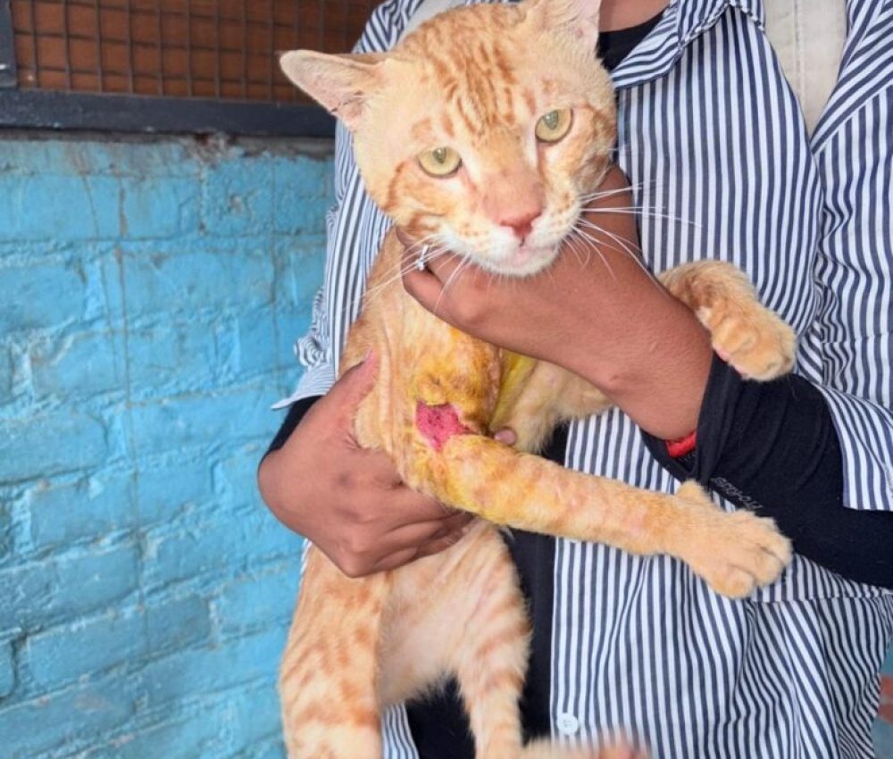 imgi_12_IMG-20251101-WA0034-768x1024