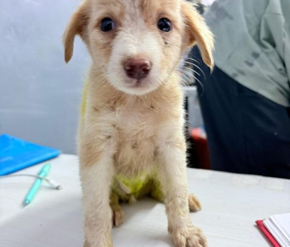 imgi_15_IMG-20251101-WA0037-768x1024