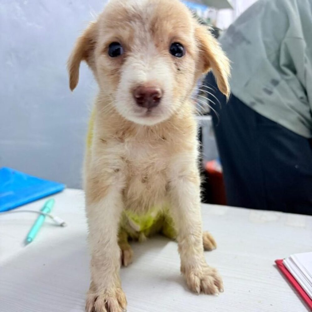 imgi_15_IMG-20251101-WA0037-768x1024