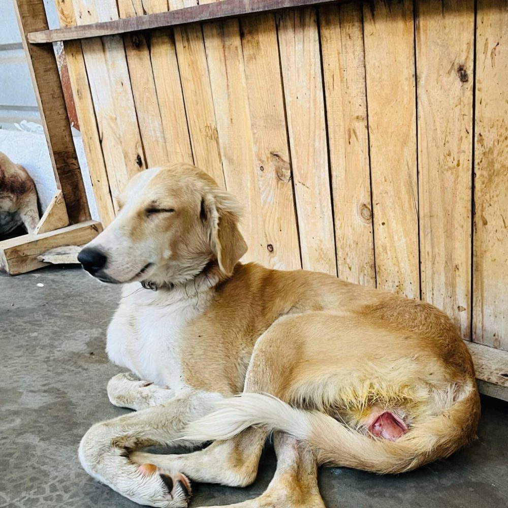 imgi_51_IMG_8536-1536x2048